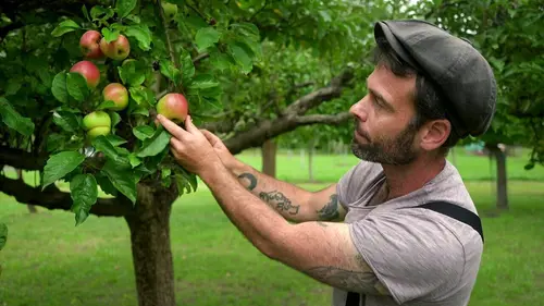Pommes sans pesticides