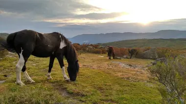 Pottok, le cheval sauvage