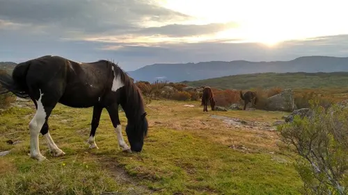 Pottok, le cheval sauvage