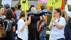 Pour l'amour d'un morse