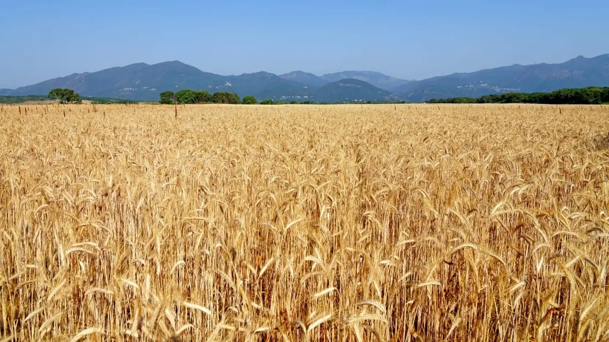 Pour l'amour de la Corse
