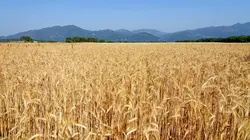 Pour l'amour de la Corse