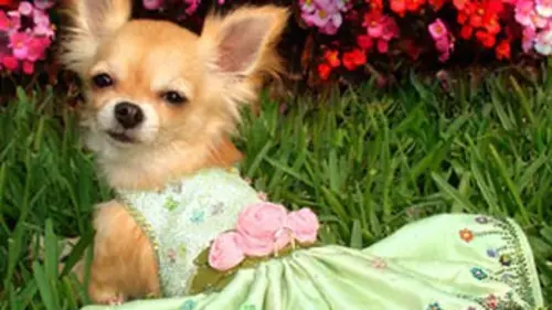 Casting Pour l'amour des chiens