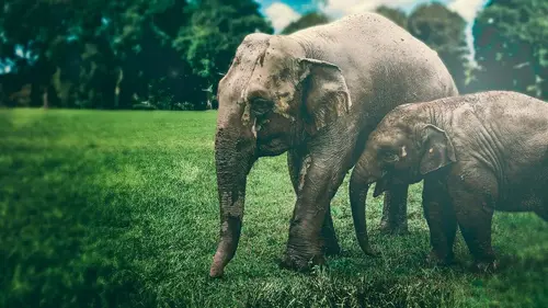 Pour l'amour des éléphants