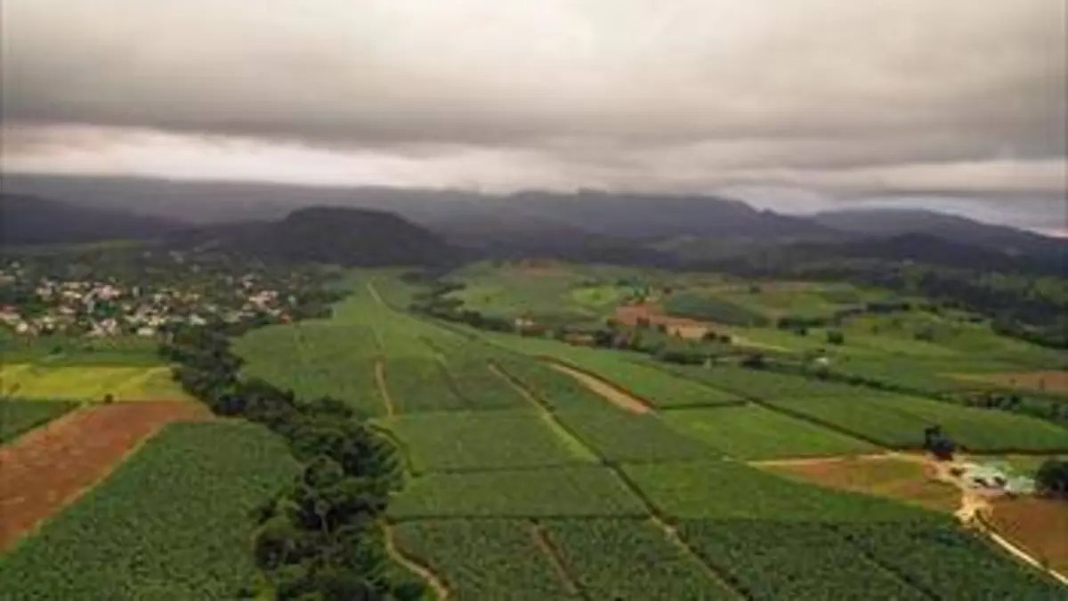 Pour quelques bananes de plus