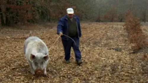 Pour un panier de truffes