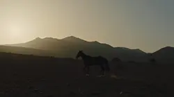 Visuel de Pourquoi as-tu laissé le cheval à sa solitude ?