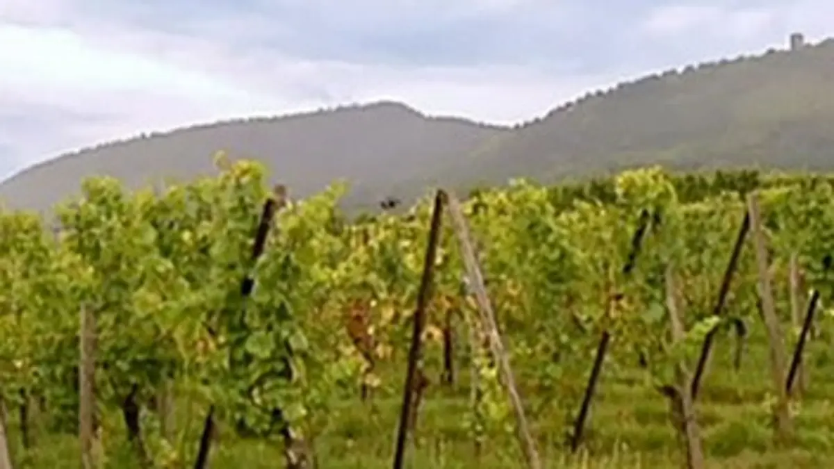 Pourquoi chercher plus loin ? Eguisheim, berceau du vignoble alsacien