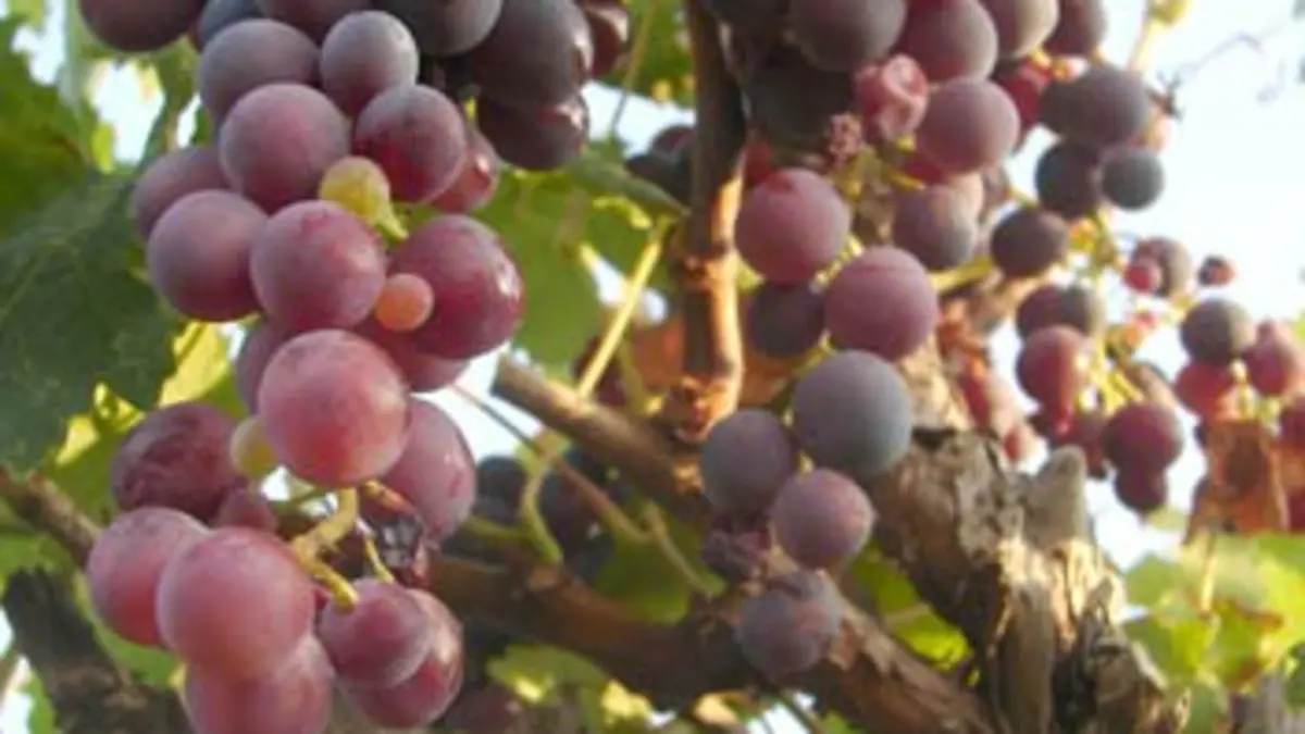 Pourquoi chercher plus loin ? Dijon, terre des vins