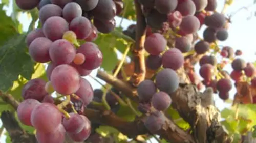 Pourquoi chercher plus loin ? Dijon, terre des vins