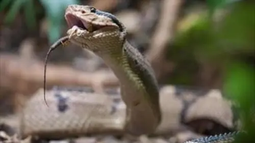 Prédateurs E01 Les tueurs de l'ombre