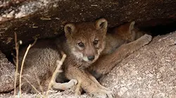 Prédateurs E04 Rester en vie