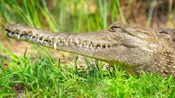 Prédateurs : compte à rebours sauvage