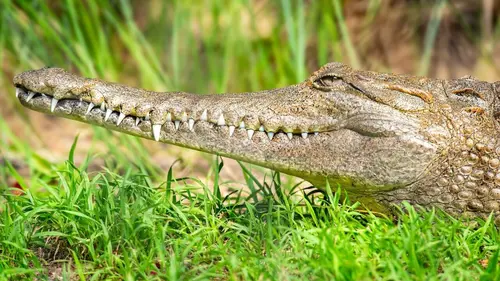 Prédateurs : compte à rebours sauvage Afrique