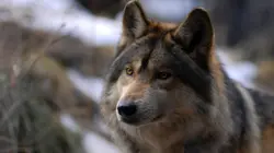 Prédateurs : compte à rebours sauvage