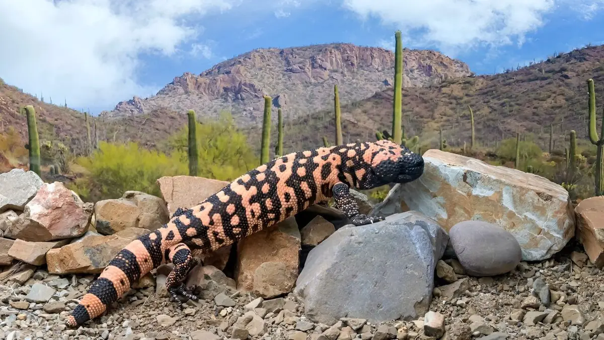 Prédateurs : compte à rebours sauvage
