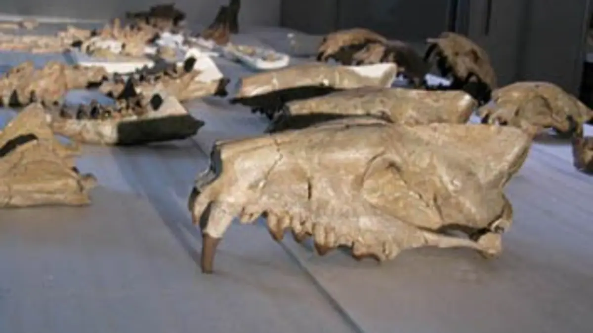 Prédateurs de la préhistoire