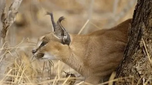 Prédateurs du continent africain E01 Prédateurs en péril