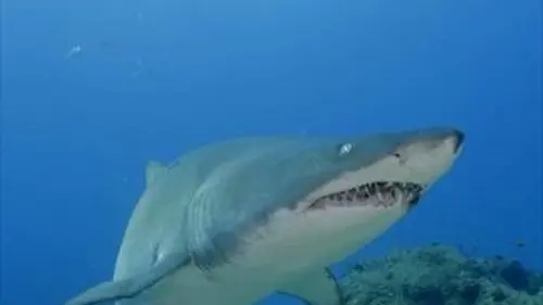 Prédateurs du continent africain E03 Plongée avec les requins