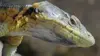 Prédateurs du continent africain E04 Incroyables reptiles