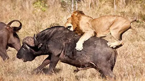 National Geographic La chasse est ouverte