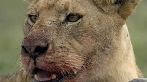 National Geographic Détruire à tout prix