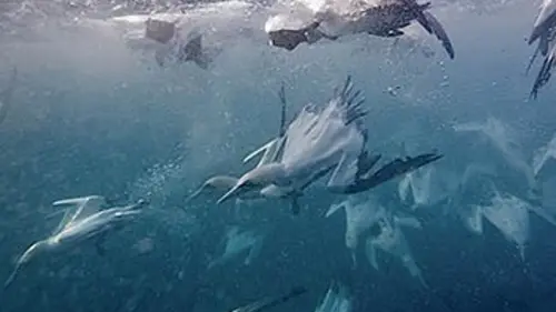 National Geographic Piège en eaux troubles