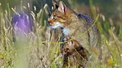 Visuel de Prédateurs et proies : La faune de la péninsule Ibérique