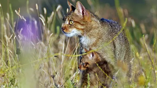 Prédateurs et proies : La faune de la péninsule Ibérique