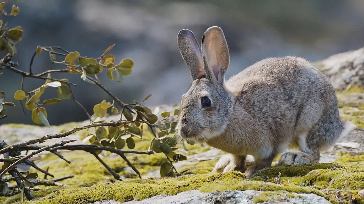Prédateurs et proies : La faune de la péninsule Ibérique