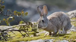 Prédateurs et proies : La faune de la péninsule Ibérique
