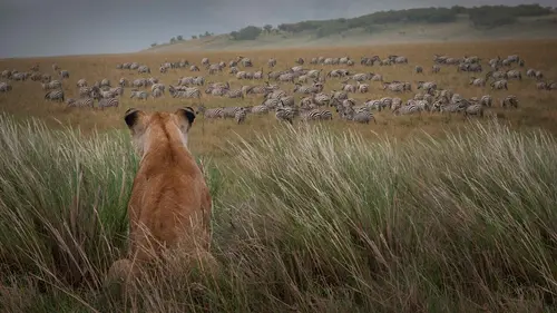 Prédateurs et proies, un équilibre fragile Le lion