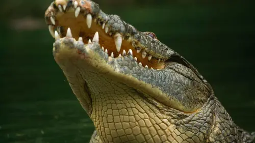Prédateurs et proies, un équilibre fragile Le crocodile