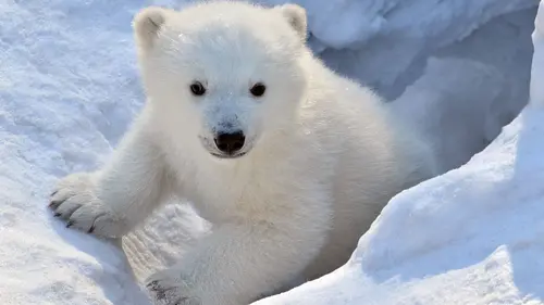 Prédateurs et proies, un équilibre fragile L'ours polaire