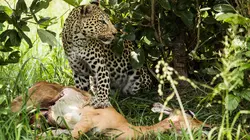 Prédateurs et proies, un équilibre fragile