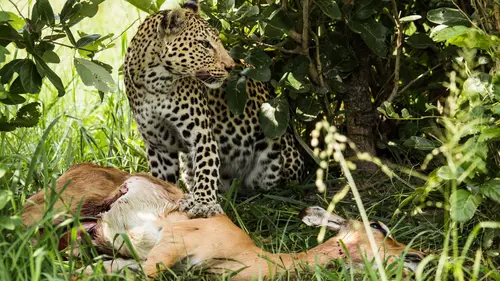 Prédateurs et proies, un équilibre fragile Le léopard