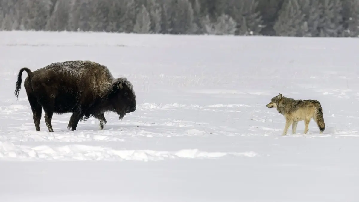 Prédateurs et proies, un équilibre fragile