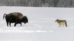 Prédateurs et proies, un équilibre fragile