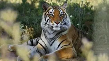 Prédateurs fous E03 Le tigre