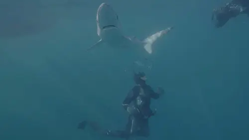 Prédateurs meurtriers Les requins