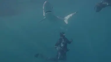 Prédateurs meurtriers Les requins