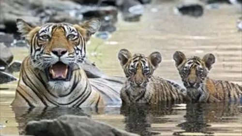 Premiers pas dans la nature