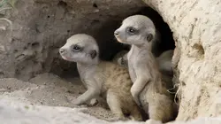 Premiers pas dans la savane Le temps de l'éveil