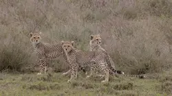 Premiers pas dans la savane Le temps du sevrage