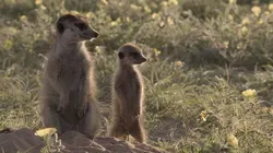 Premiers pas dans la savane Le temps des épreuves