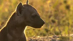 Premiers pas dans la savane Le temps des épreuves