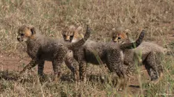 Premiers pas dans la savane Le temps de l'éveil