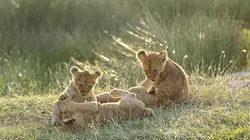 Premiers pas dans la savane Le temps du sevrage
