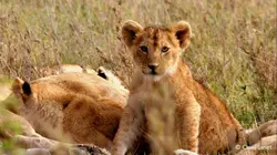 Premiers pas dans la savane Le temps du sevrage