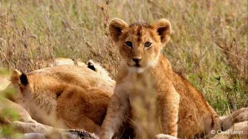Premiers pas dans la savane